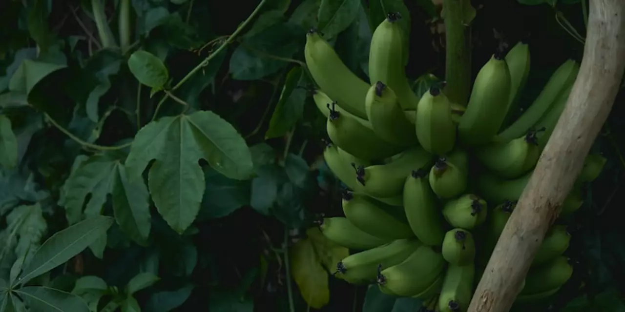 Why are monkeys associated with bananas?
